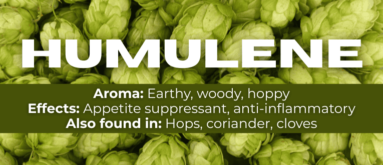 Shop Humulene Terpenes at Cape Cod Cannabis in Wellfleet, MA