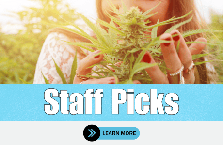 Cape Cod Cannabis Recreational Dispensary in Wellfleet, MA