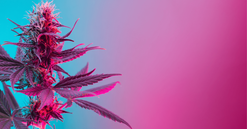 Cape Cod Cannabis Recreational Dispensary in Wellfleet, MA | The best Cape Cod dispensary, the best cannabis selection and the best cannabis prices on Cape Cod - Always worth the trip! Cape Cod Cannabis Recreational Dispensary in Wellfleet, MA | The best Cape Cod dispensary, the best cannabis selection and the best cannabis prices on Cape Cod - Always worth the trip!