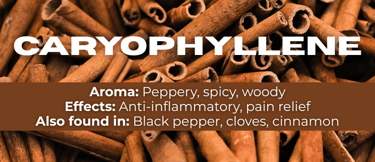 Shop Caryophyllene Terpenes at Cape Cod Cannabis in Wellfleet, MA