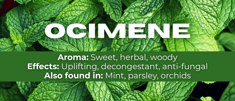 Shop Ocimene Terpenes at Cape Cod Cannabis in Wellfleet, MA
