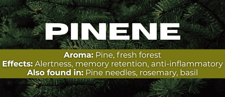 Shop Pinene Terpenes at Cape Cod Cannabis in Wellfleet, MA