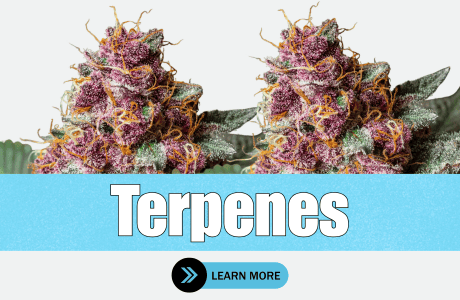 Cape Cod Cannabis Recreational Dispensary in Wellfleet, MA | The best Cape Cod dispensary, the best cannabis selection and the best cannabis prices on Cape Cod - Always worth the trip!